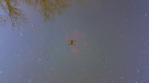 Кометы выжили после зимовки в маленьком пруду.