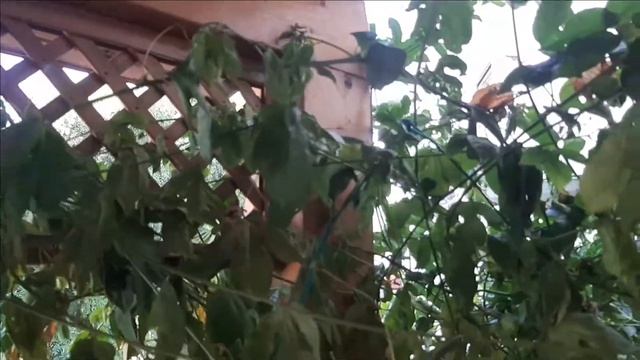 С новым еврейским годом Рош ха Шана смотреть онлайн