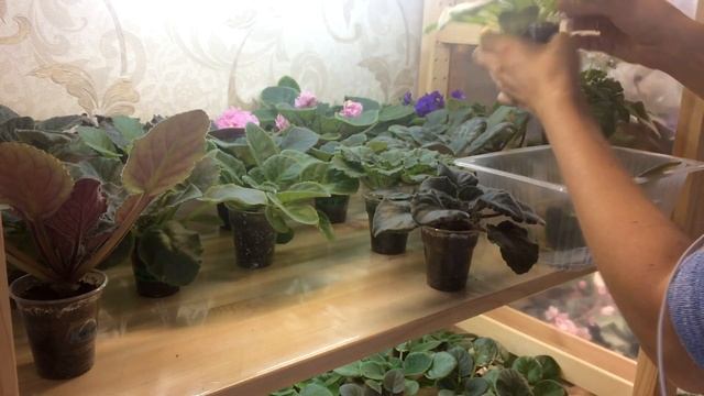 Обзор 19. Фиалки из семян. Ускоряю цветение фиалок! И это работает! смотреть онлайн