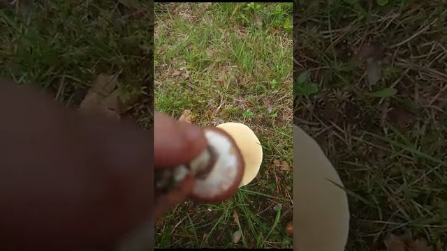 как определить гриб масленок