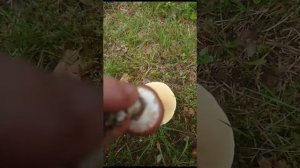как определить гриб масленок