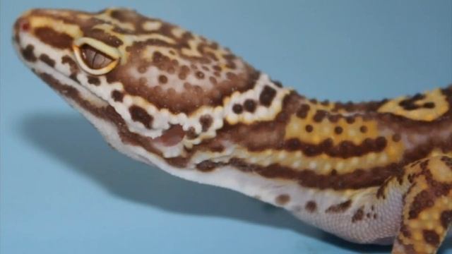 Морфы Эублефаров часть 2 / линия альбино смотреть онлайн