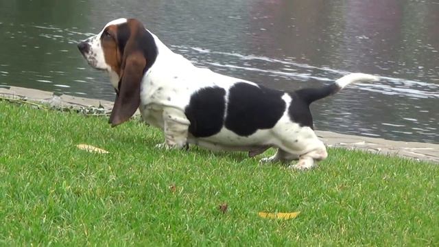 Puppy available. Basset hound. смотреть онлайн