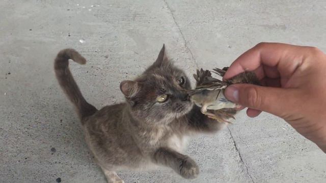 The cat is hunting a bird. Кошка охотится на птицу. смотреть онлайн