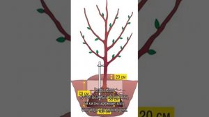 Посадка яблони весной в ленинградской области