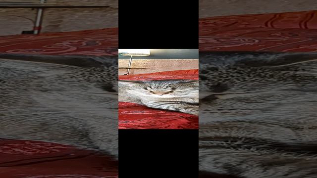 Радужная америка🤣 смотреть онлайн