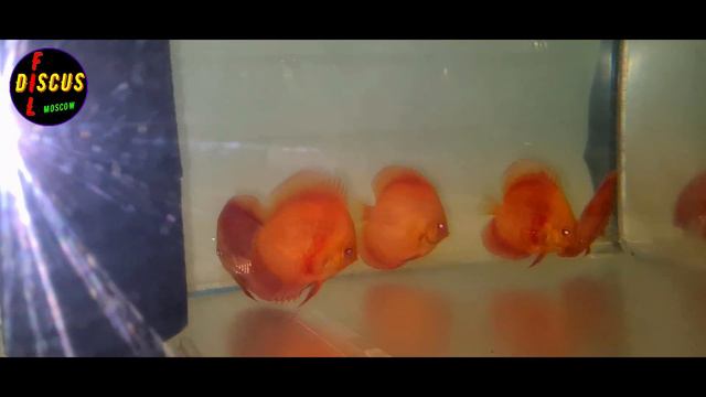 ДИСКУСЫ Идеи приходят внезапно. DISCUS Ideas come suddenly. смотреть онлайн