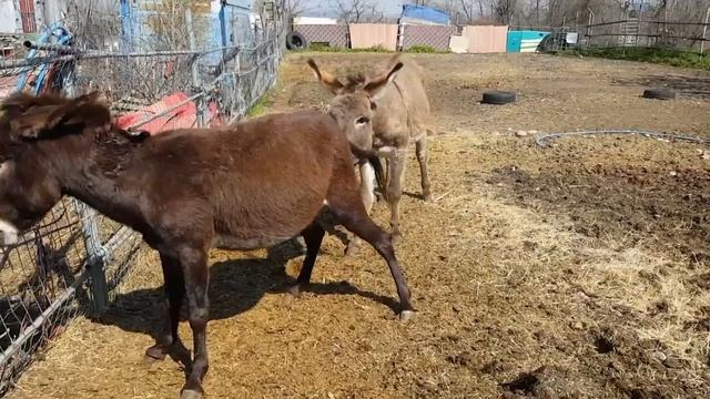 о том, как появляются милые пушистые ослики  // DONKEYS