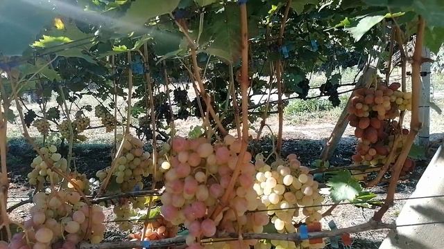 Виноград Розовый Нил(Калугин В. М.) виноградник Король В. Н. г. Краснодар смотреть онлайн