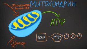 МИТОХОНДРИИ и ПЛАСТИДЫ • двумембранные органеллы клетки