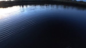 Рыбалка в Волгограде.Трофейный Белый Амур на закате. Река Ахтуба.
