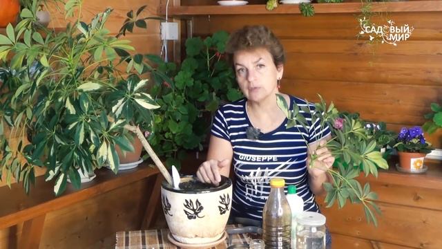 Как выращивать шефлеру, как размножить шефлеру