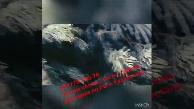 Оптом новогодние сосны, пихты, лапник. Доставка по РФ и Казахстану. смотреть онлайн