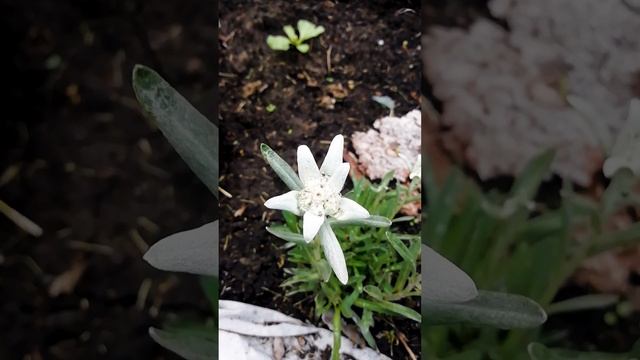 Эдельвейс — цветок удачи и настоящей любви.?