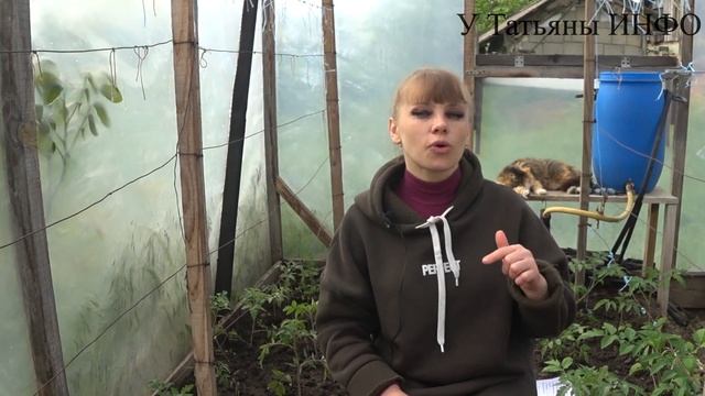 Как правильно применять ГУМАТ КАЛИЯ для ТОМАТОВ. Подкормка томатов в открытом грунте, теплице