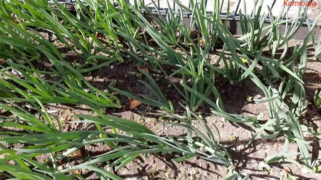 Весенние пирожки смотреть онлайн