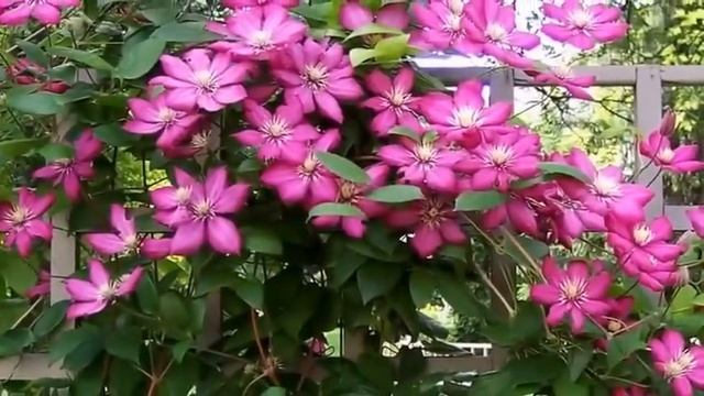 Многолетние вьющиеся растения. Лианы в дизайне сада