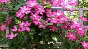 Многолетние вьющиеся растения. Лианы в дизайне сада