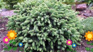 Ель сизая Эхиниформис. Краткий обзор, описание характеристик picea glauca Echiniformis