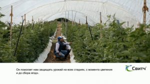 СВИТЧ® — фунгицид для защиты от серой гнили! Мировой опыт