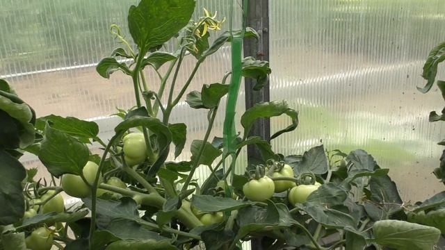 Курчавость вершины томатов! Причины! смотреть онлайн