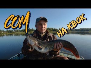 Ловля сома на квок. Первые трофеи