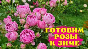 Чем опрыскать РОЗЫ ОСЕНЬЮ? СУПЕР коктейль ДЛЯ ЗАЩИТЫ И ПОДГОТОВКИ К ЗИМЕ!