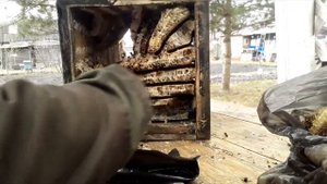 Японский улей. Разобрал гнездо погибшей семьи. Мёд есть...