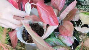 Аглаонемы. Обновление коллекции. Неон и другие..