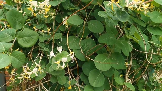 Мой цветущий сад! Начало июня 2021. Фиолетовые оттенки природы. смотреть онлайн