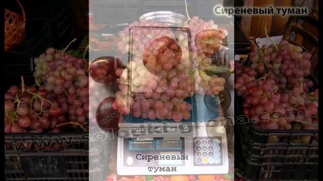 #Виноград от Сергея Гагина каталог10