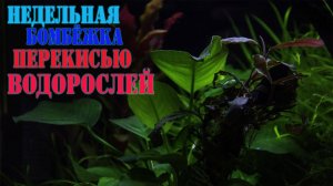 Итог борьбы с водорослями за неделю