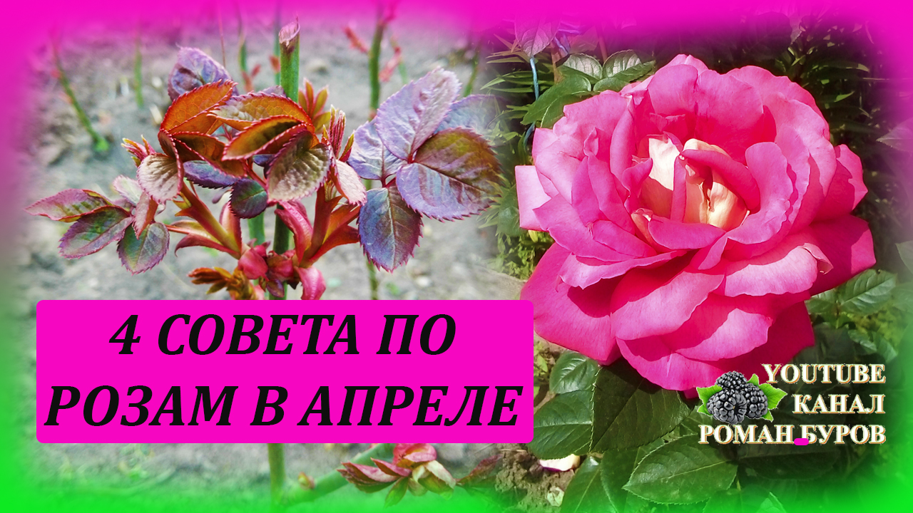 Розы в апреле уход выращивание. Четыре совета по уходу за розами в апреле. Выращивание роз.