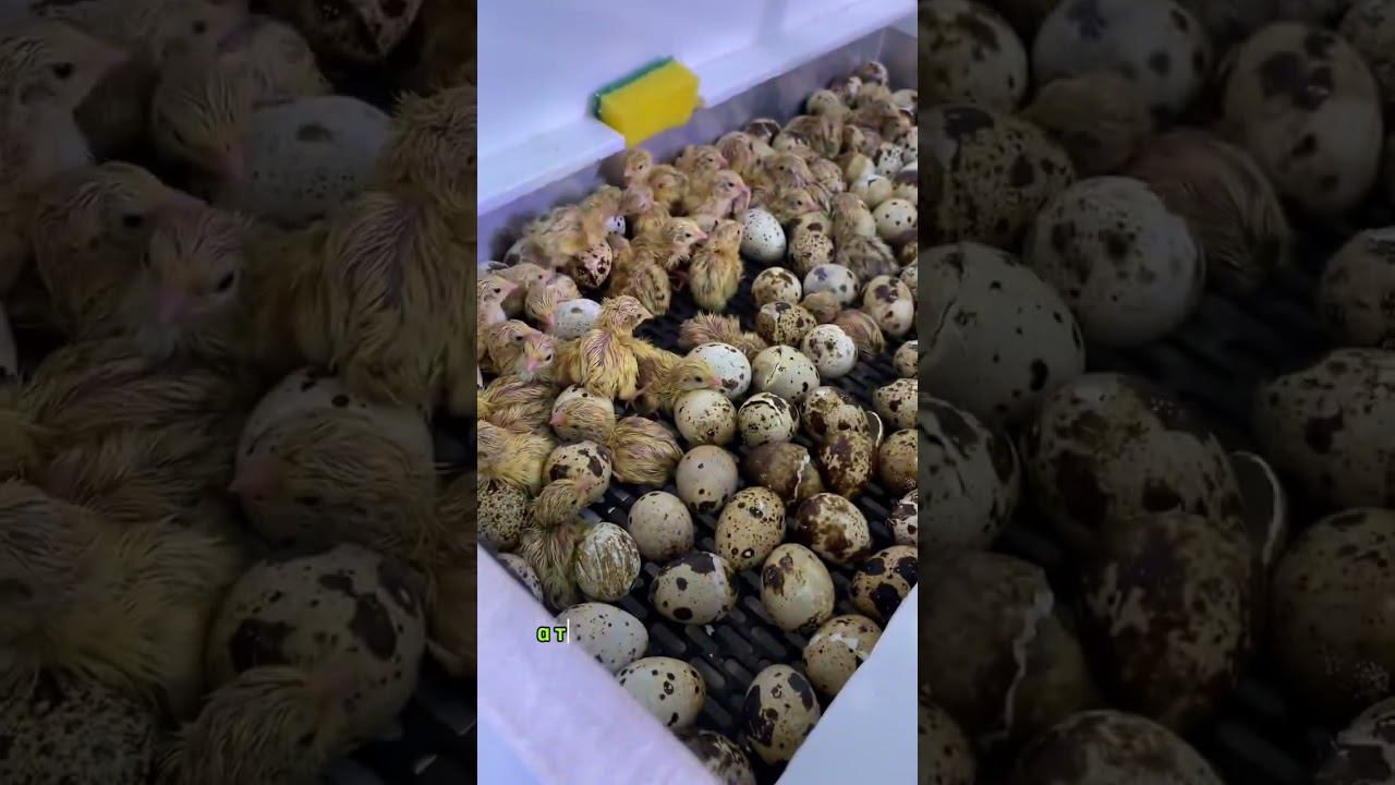 Чудо-цыпленок за 17 дней больше интересного у нас на ферме, подписывайся ✅ смотреть онлайн