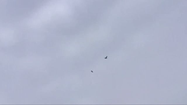 Чебаркульские бойные голуби Владимира Дыкуса, г. Зима, Иркутская обл. Россия / Pigeons смотреть онлайн