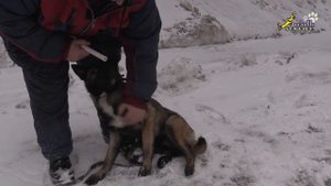 Кто лучше кобель или сука, малинуа Лина