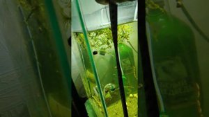 Компрессор для аквариума sunsun ct-402