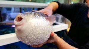 ТОЛЬКО Одна фугу на вынос! Осака, морепродукты Япония