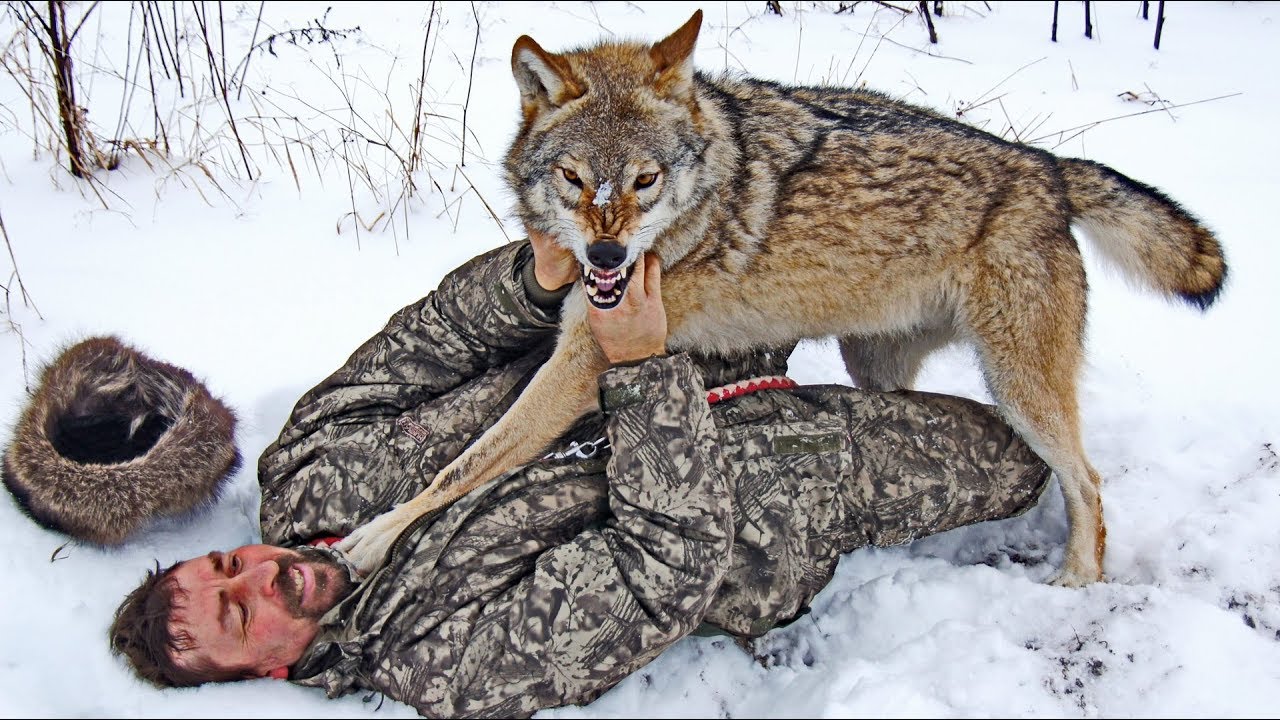 Нападение волков на людей, фото