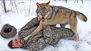 ВОЛК И ЧЕЛОВЕК, невероятное взаимопонимание!