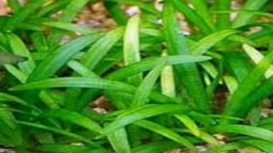 Топ 5 неприхотливых почвопокровных аквариумных растений для начинающего аквариумиста.