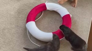 Выдра атакует спасательный круг в бассейне