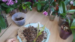 Основная причина темных пятен на листьях симподиальных орхидей. На примере Зигопеталума