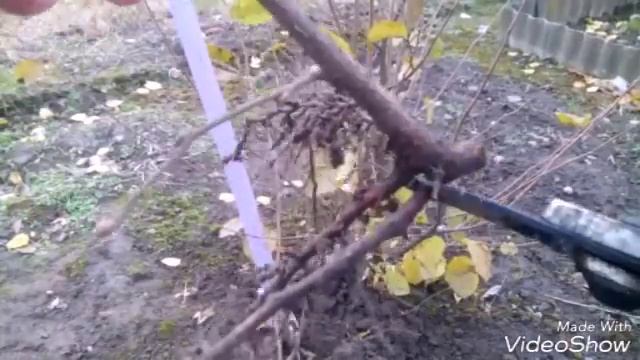 Размножение растений  китайскими отводками.Часть вторая