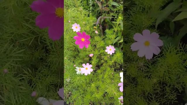 Кто обожает эти милые и нежные цветочки?! Лето не лето без Космеи//summer cosmea смотреть онлайн
