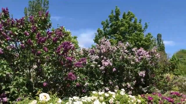 Сад КФУ. Симферополь. Древовидные пионы. Крым. 14.05.2019 г.