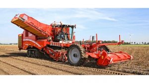 Сорт картофеля «Гарантия»