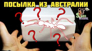 Посылка с муравьями из Австралии ● Myrmecia pyriformis