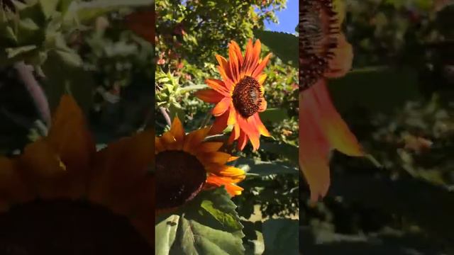 Monticello, Mn sunflower garden. 2017 смотреть онлайн