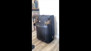 НЕОБЫЧНЫЕ ПРИКОЛЫ И МЕМЫ - #15